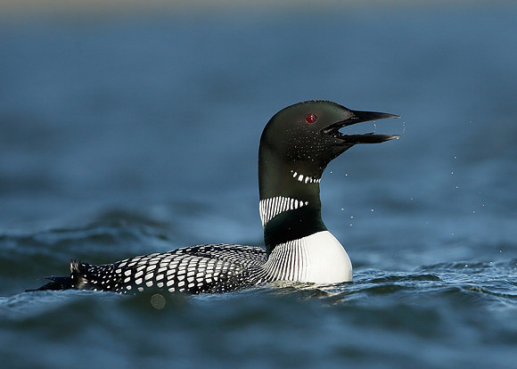 Great Northern Diver Gavia immer