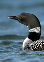 Great Northern Diver Gavia immer