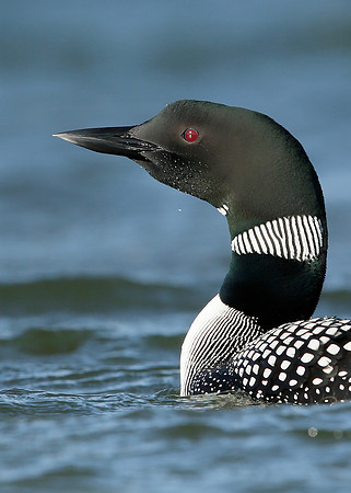 Great Northern Diver Gavia immer