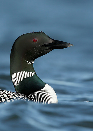 Great Northern Diver Gavia immer
