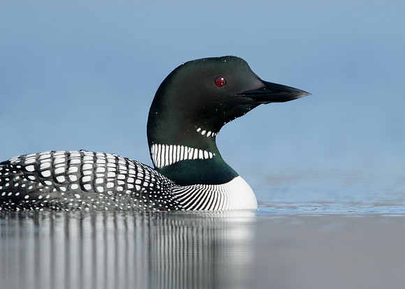 Great Northern Diver Gavia immer