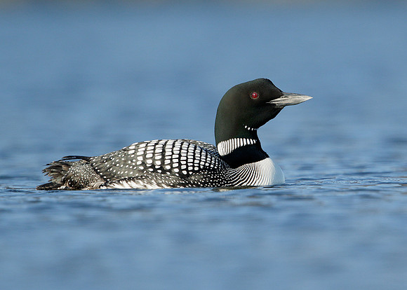 Great Northern Diver Gavia immer