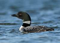 Great Northern Diver Gavia immer