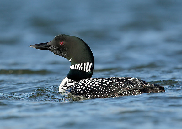 Great Northern Diver Gavia immer