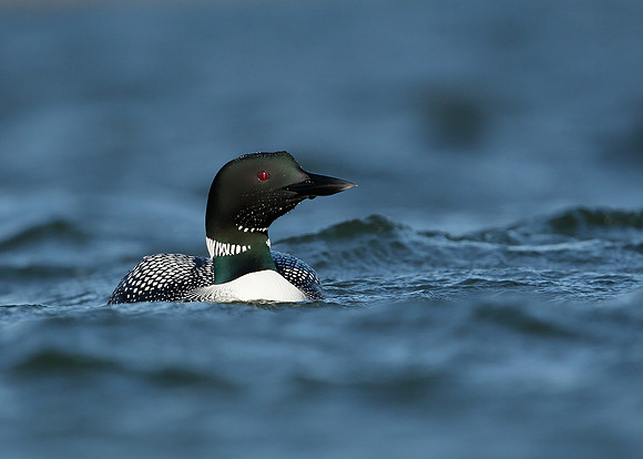 Great Northern Diver Gavia immer