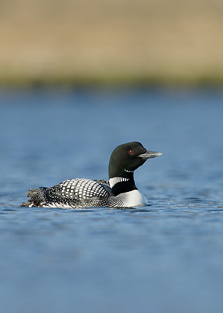 Great Northern Diver Gavia immer