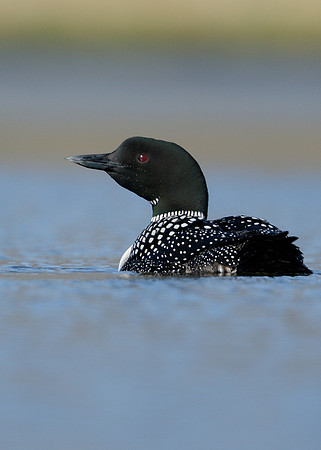 Great Northern Diver Gavia immer