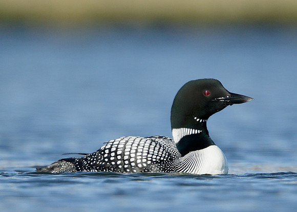 Great Northern Diver Gavia immer