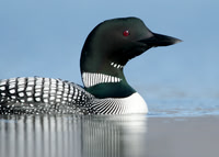 Great Northern Diver Gavia immer. Iceland 2015