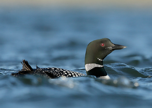 Great Northern Diver Gavia immer