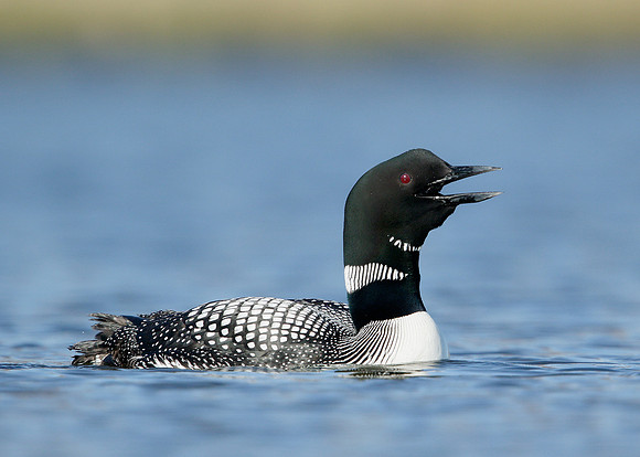 Great Northern Diver Gavia immer