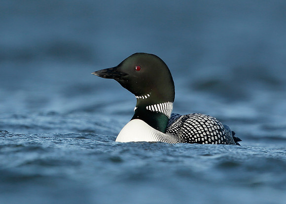Great Northern Diver Gavia immer