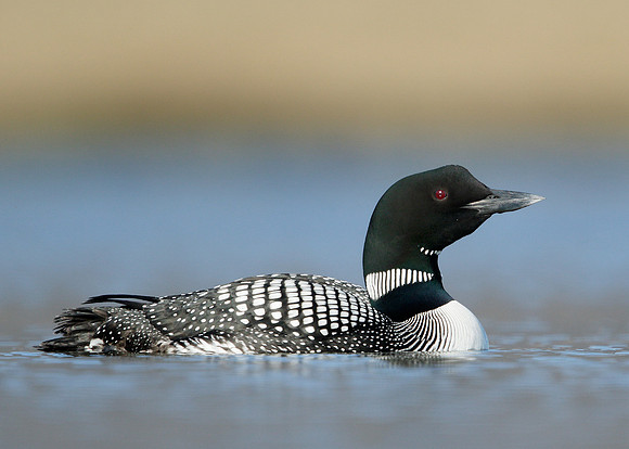 Great Northern Diver Gavia immer