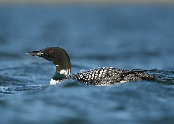Great Northern Diver Gavia immer