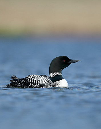 Great Northern Diver Gavia immer