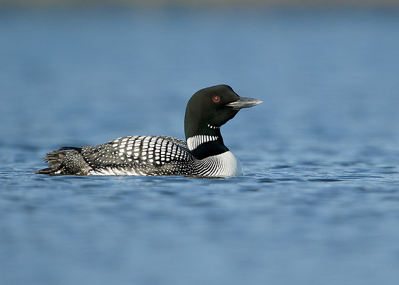 Great Northern Diver Gavia immer