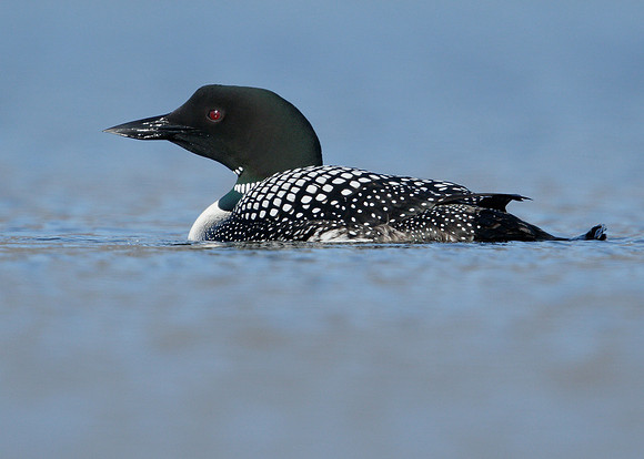 Great Northern Diver Gavia immer