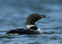 Great Northern Diver Gavia immer