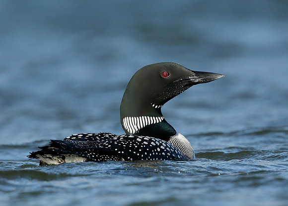 Great Northern Diver Gavia immer