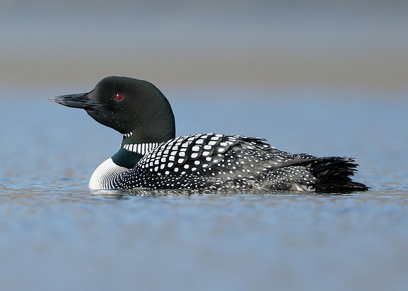 Great Northern Diver Gavia immer