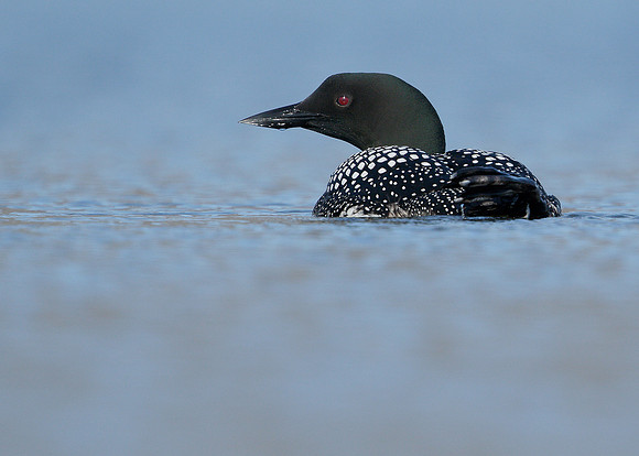 Great Northern Diver Gavia immer
