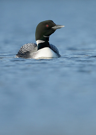 Great Northern Diver Gavia immer