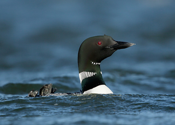 Great Northern Diver Gavia immer