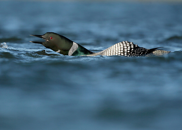 Great Northern Diver Gavia immer