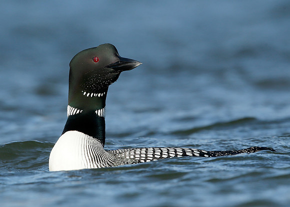 Great Northern Diver Gavia immer