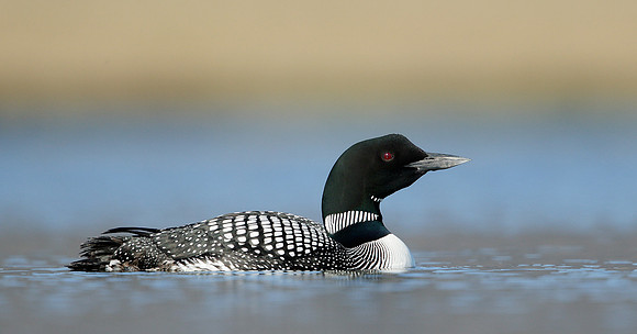 Great Northern Diver Gavia immer