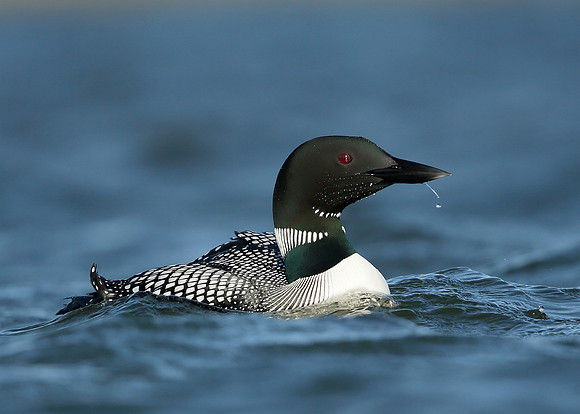 Great Northern Diver Gavia immer