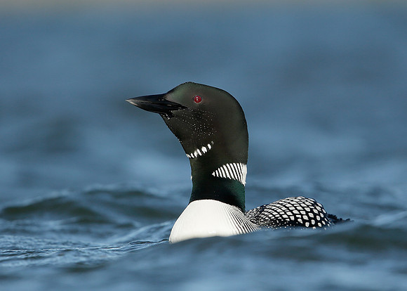 Great Northern Diver Gavia immer