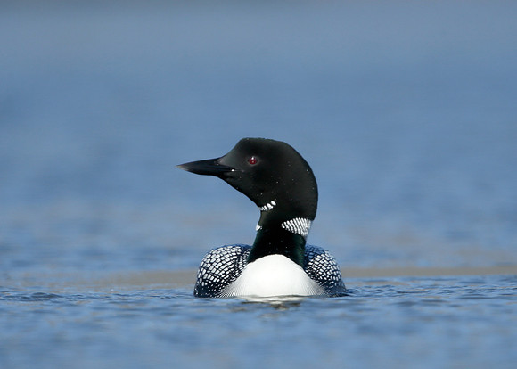 Great Northern Diver Gavia immer
