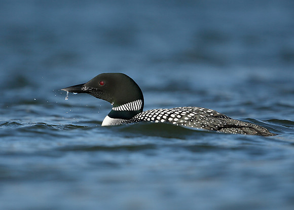 Great Northern Diver Gavia immer