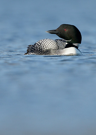 Great Northern Diver Gavia immer