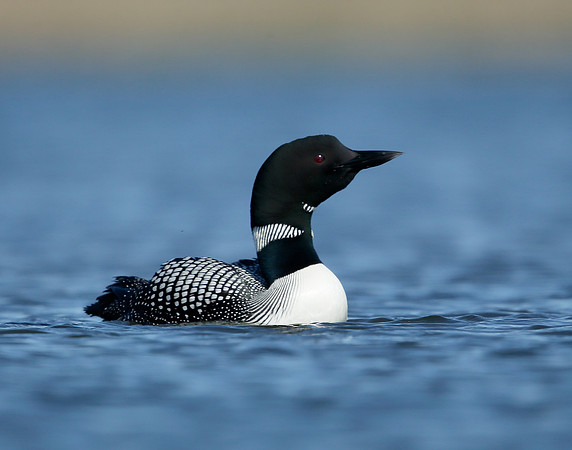 Great Northern Diver Gavia immer