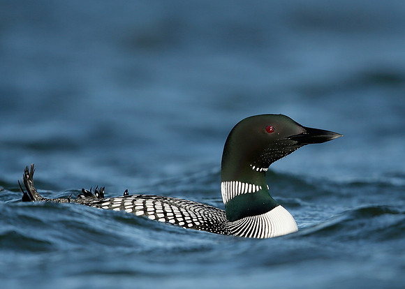 Great Northern Diver Gavia immer