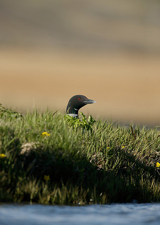 Great Northern Diver Gavia immer