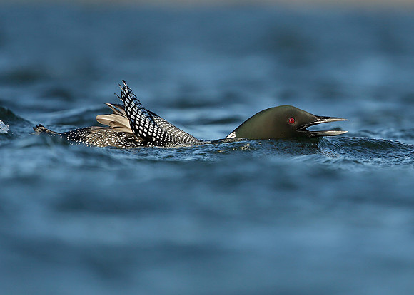 Great Northern Diver Gavia immer