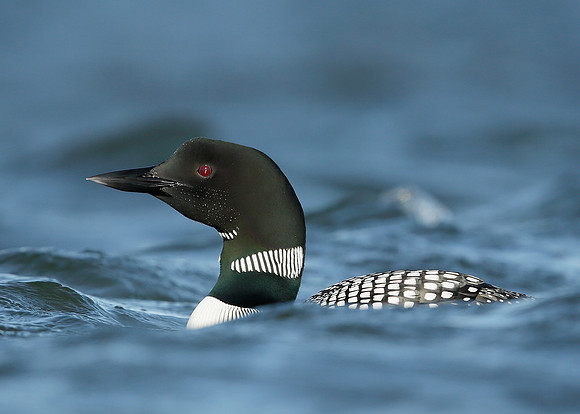 Great Northern Diver Gavia immer