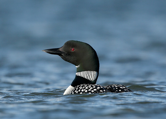 Great Northern Diver Gavia immer