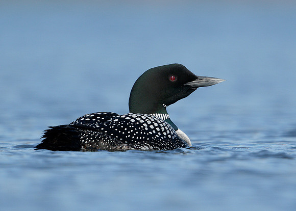 Great Northern Diver Gavia immer