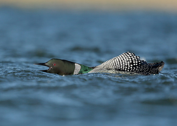 Great Northern Diver Gavia immer