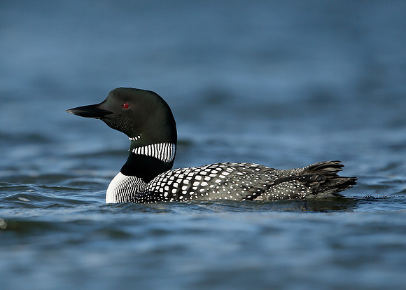 Great Northern Diver Gavia immer