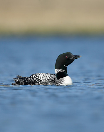 Great Northern Diver Gavia immer