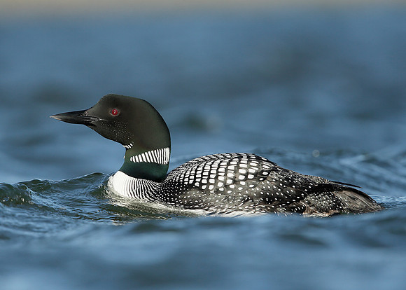 Great Northern Diver Gavia immer