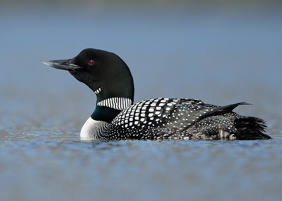 Great Northern Diver Gavia immer
