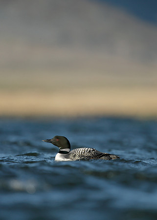 Great Northern Diver Gavia immer
