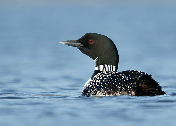 Great Northern Diver Gavia immer