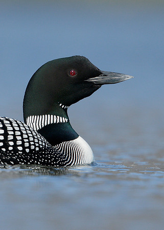 Great Northern Diver Gavia immer